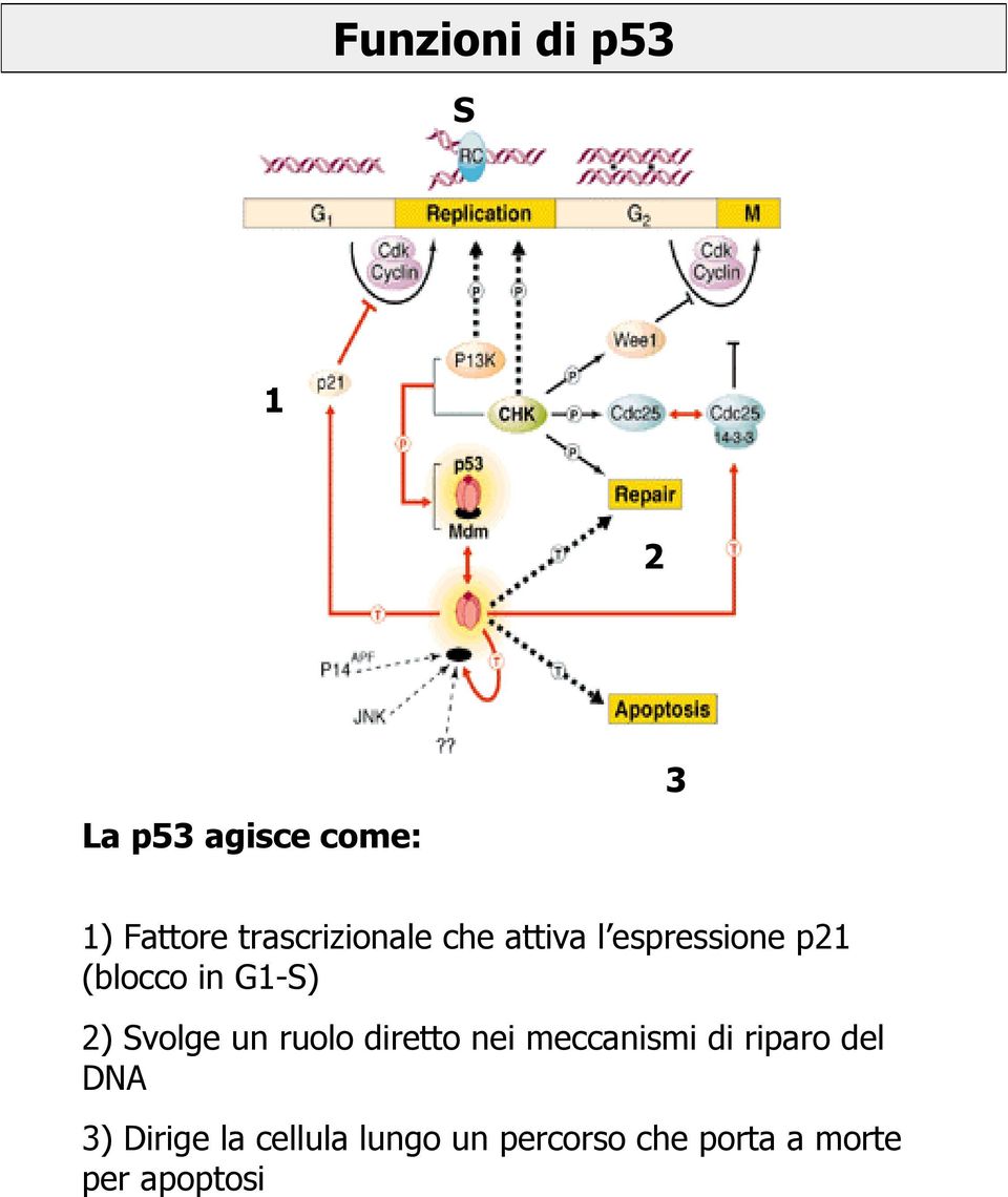 2) Svolge un ruolo diretto nei meccanismi di riparo del DNA