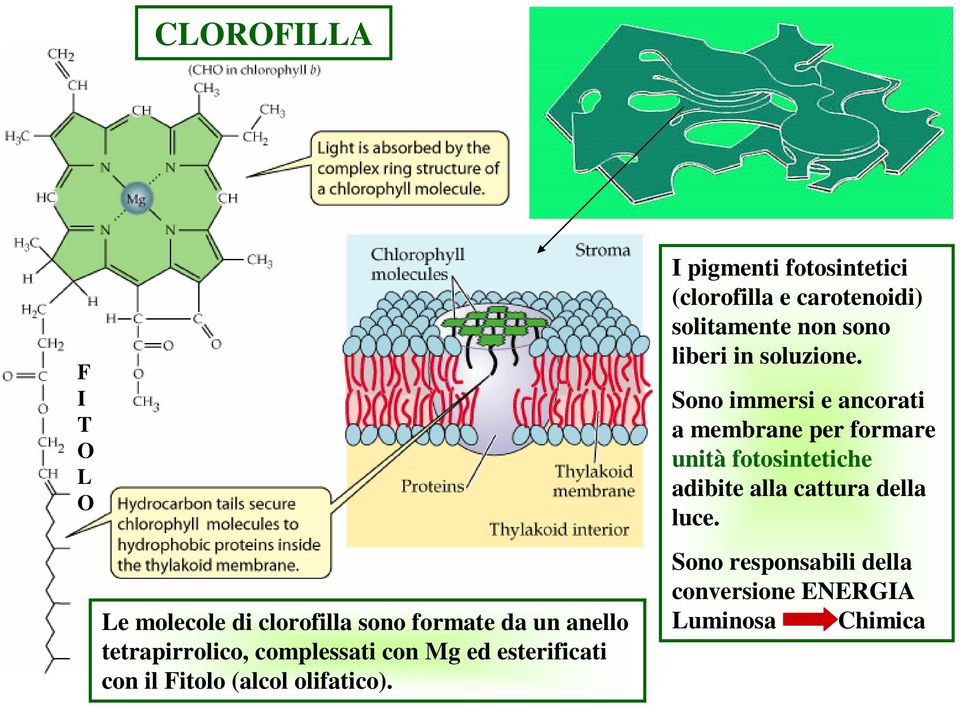 I pigmenti fotosintetici (clorofilla e carotenoidi) solitamente non sono liberi in soluzione.