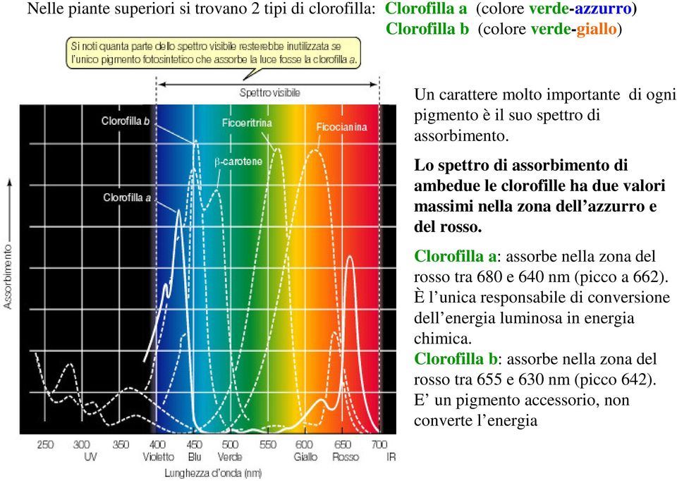 Lo spettro di assorbimento di ambedue le clorofille ha due valori massimi nella zona dell azzurro e del rosso.
