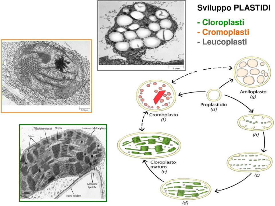 Cloroplasti -