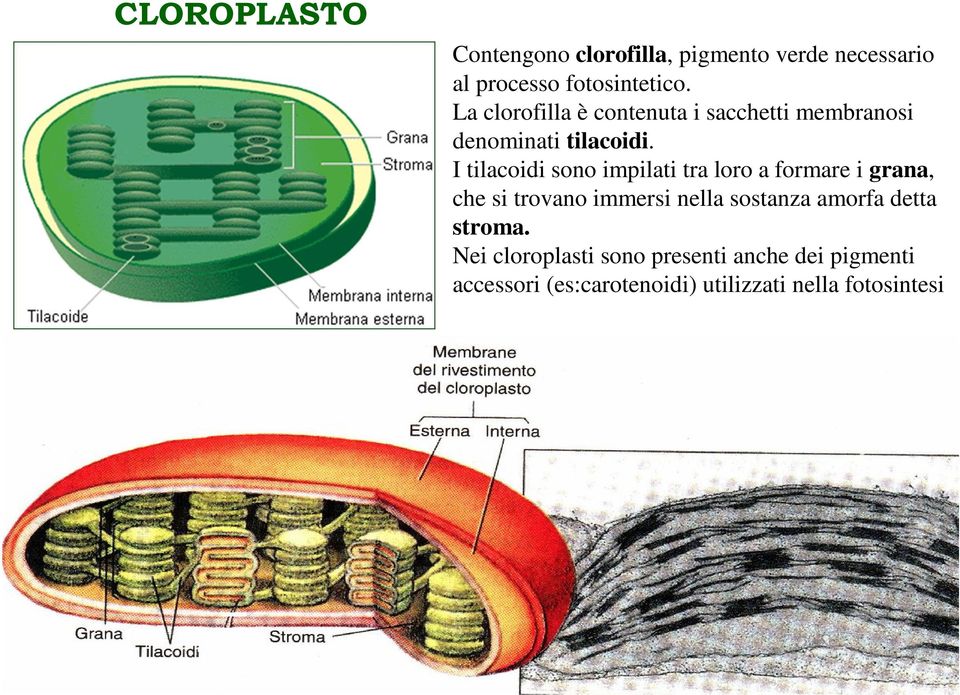 I tilacoidi sono impilati tra loro a formare i grana, che si trovano immersi nella sostanza