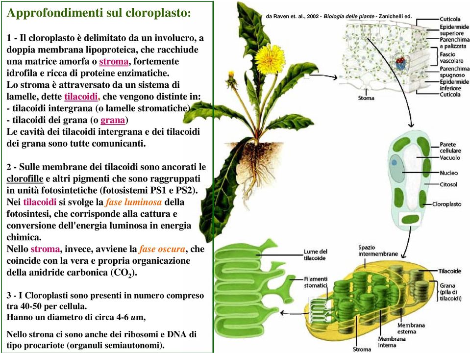 Lo stroma è attraversato da un sistema di lamelle, dette tilacoidi, che vengono distinte in: - tilacoidi intergrana (o lamelle stromatiche) - tilacoidi dei grana (o grana) Le cavità dei tilacoidi