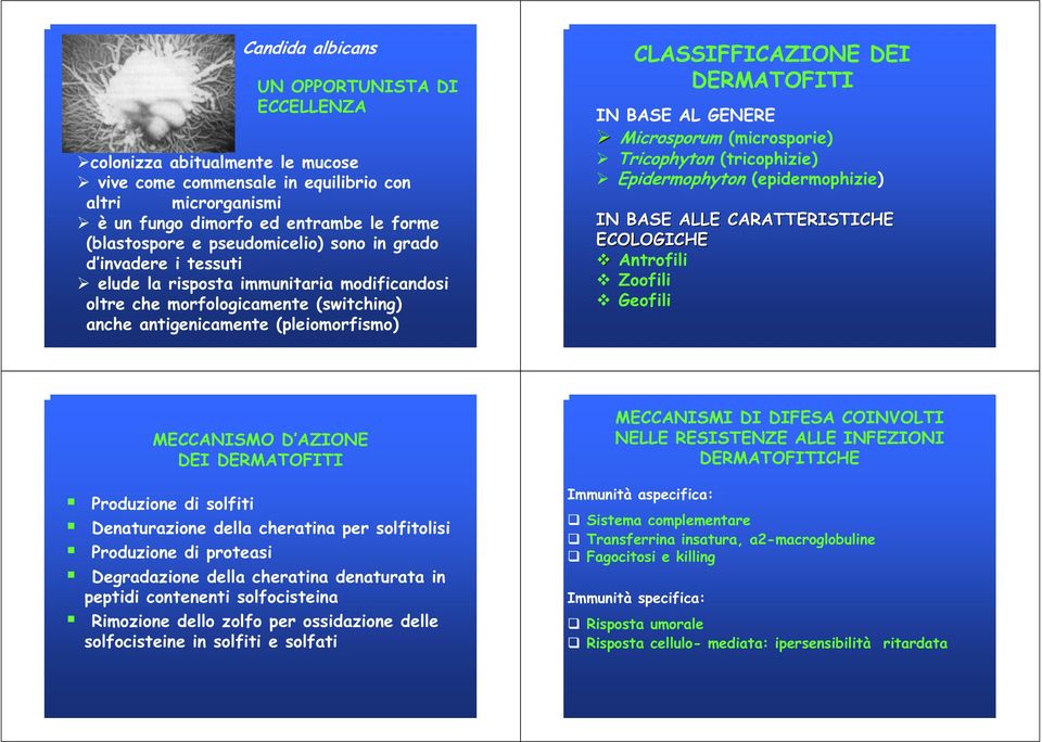 DERMATOFITI IN BASE AL GENERE Microsporum (microsporie) Tricophyton (tricophizie) Epidermophyton (epidermophizie) IN BASE ALLE CARATTERISTICHE ECOLOGICHE Antrofili Zoofili Geofili MECCANISMO D AZIONE