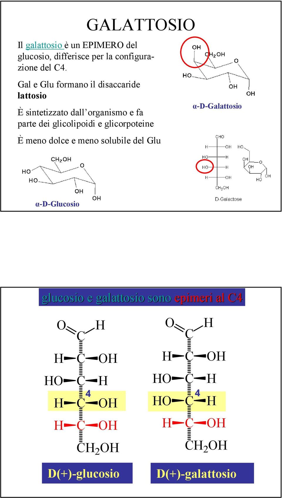 dei glicolipoidi e glicorpoteine È meno dolce e meno solubile del Glu α-d-galattosio