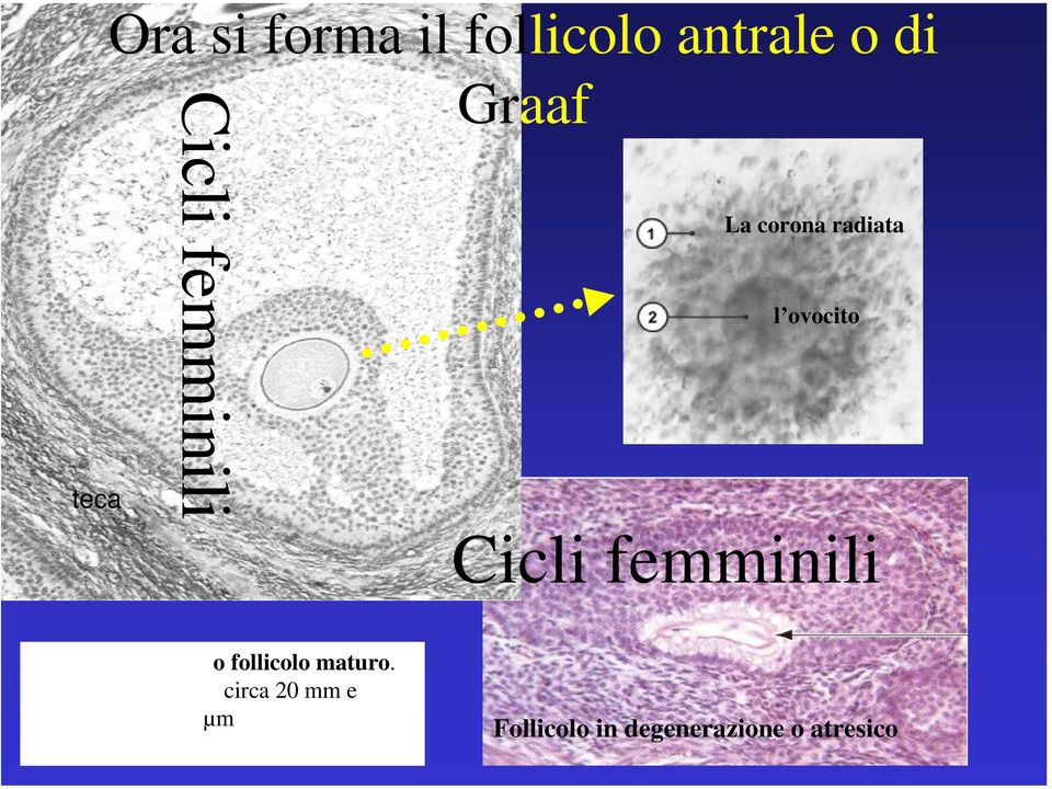 follicolo maturo.