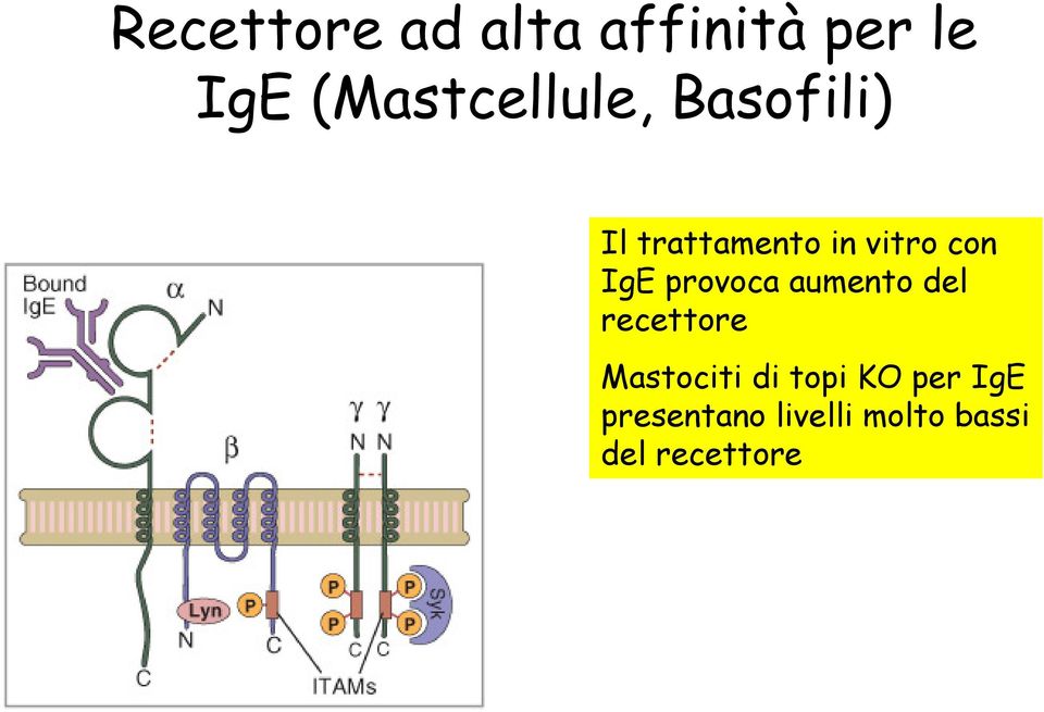 con IgE provoca aumento del recettore Mastociti