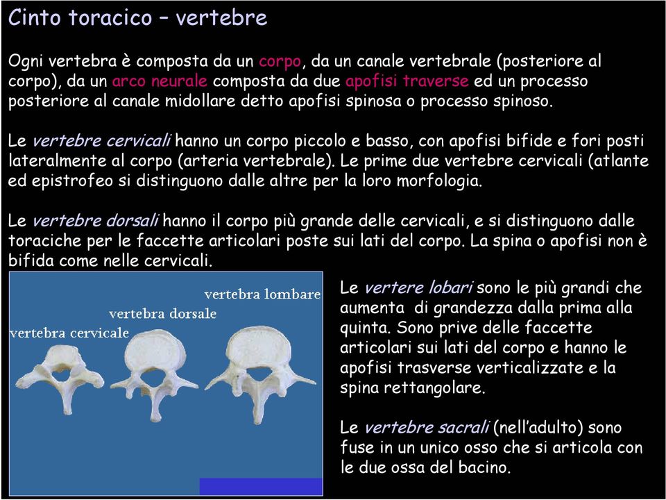 Le prime due vertebre cervicali (atlante ed epistrofeo si distinguono dalle altre per la loro morfologia.