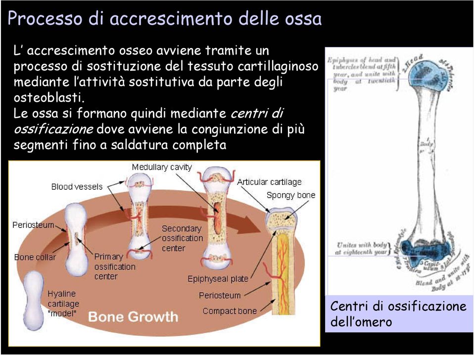 degli osteoblasti.