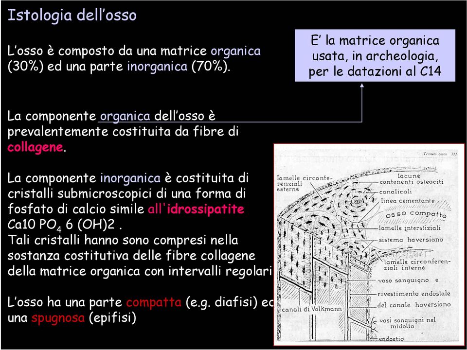 collagene.