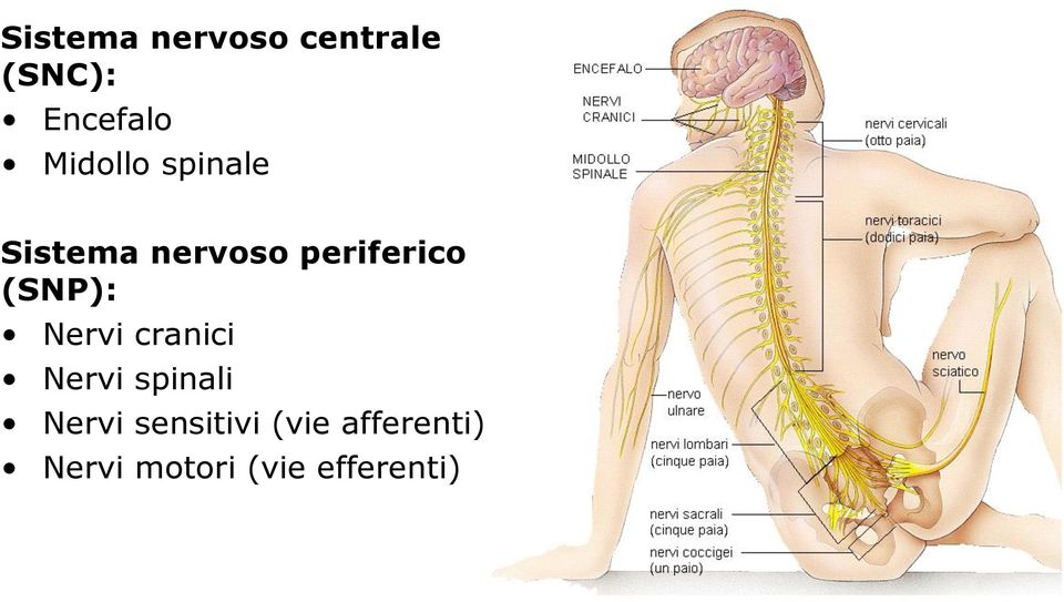 nervoso periferico (SNP): Nervi cranici Nervi spinali