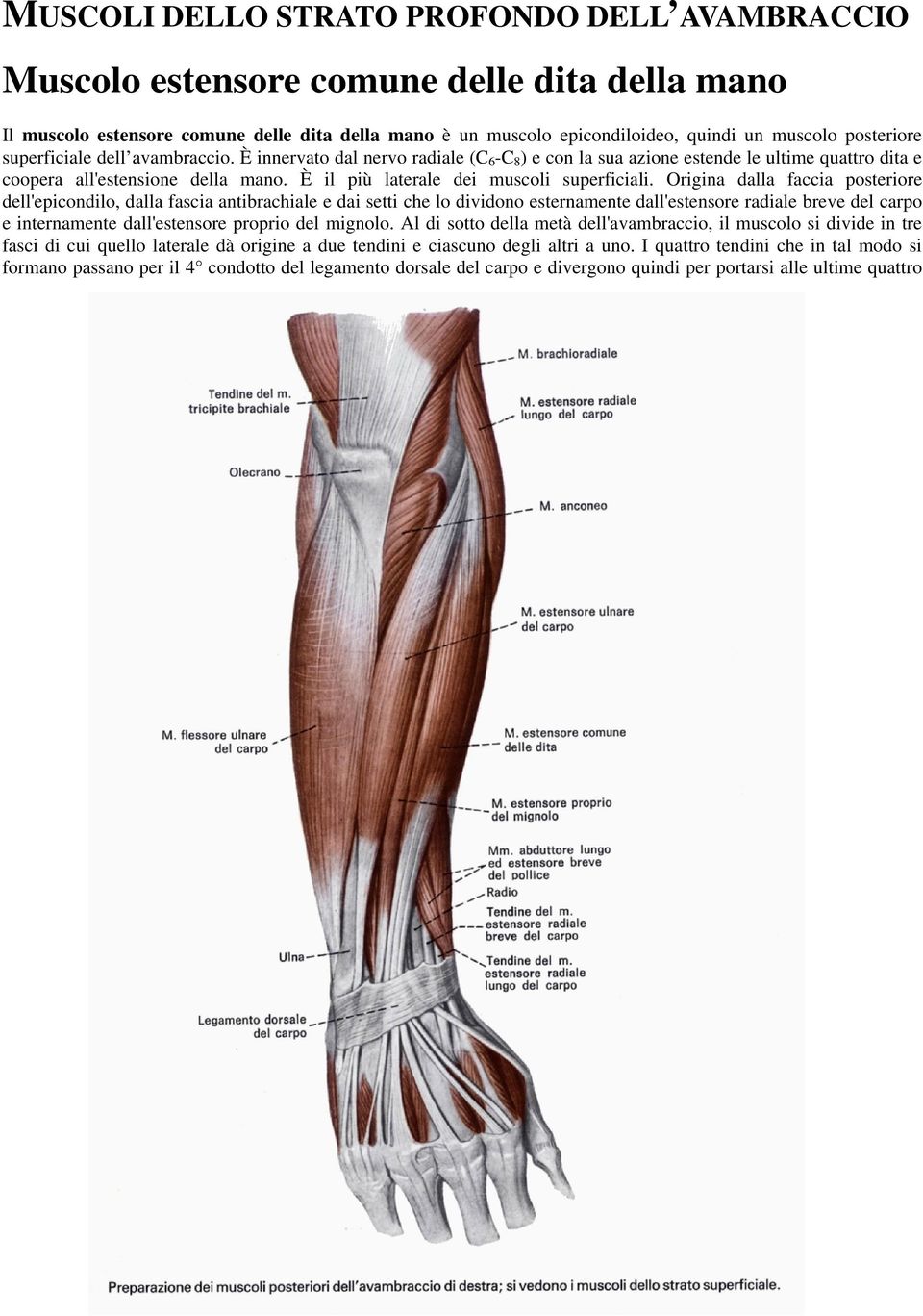 È il più laterale dei muscoli superficiali.