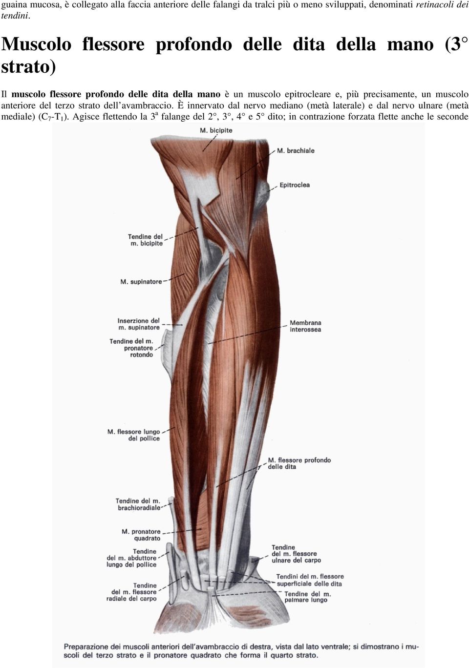 epitrocleare e, più precisamente, un muscolo anteriore del terzo strato dell avambraccio.