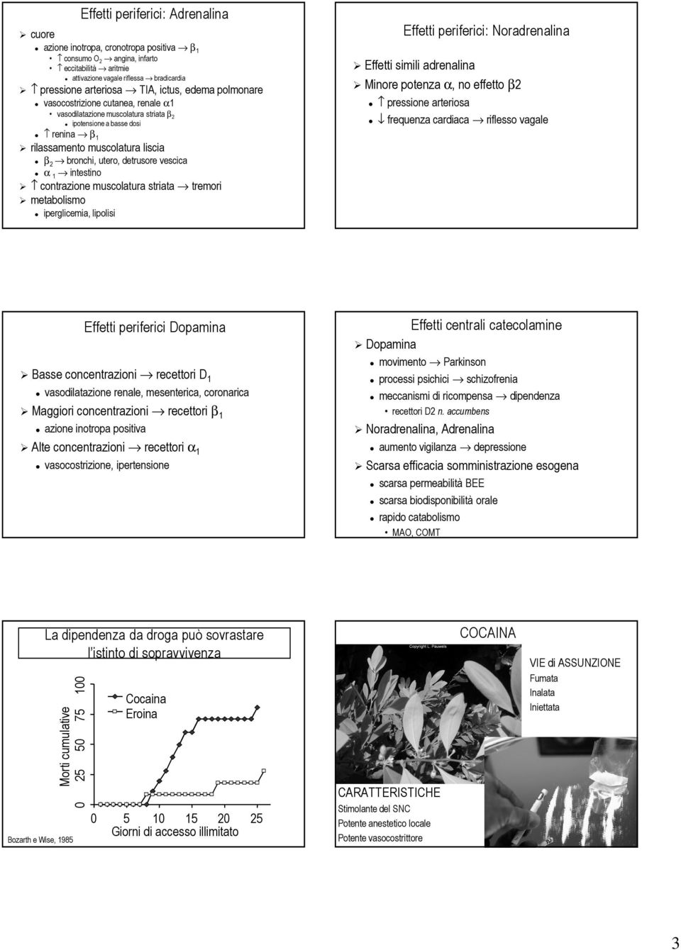 effetto β2 pressione arteriosa frequenza cardiaca riflesso vagale renina β 1 rilassamento muscolatura liscia β 2 bronchi, utero, detrusore vescica α 1 intestino contrazione muscolatura striata