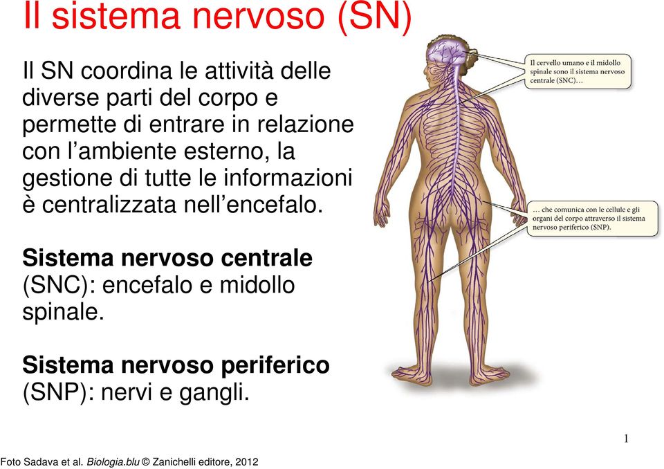 centralizzata nell encefalo. Sistema nervoso centrale (SNC): encefalo e midollo spinale.