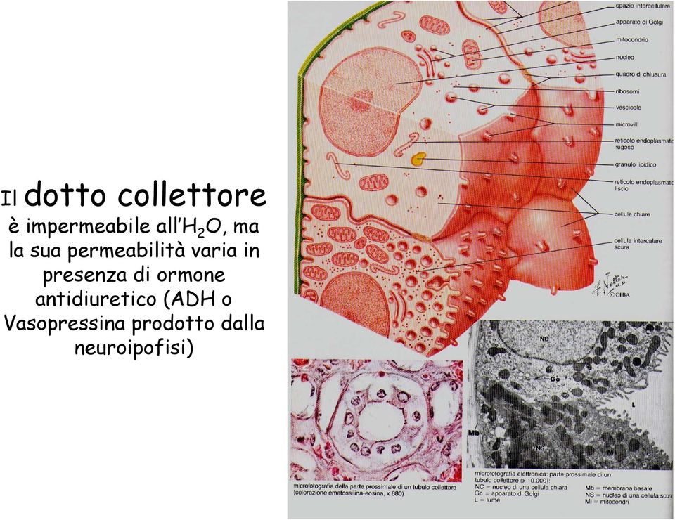 presenza di ormone antidiuretico (ADH o