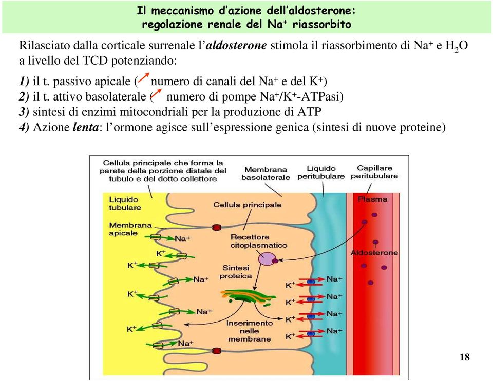 passivo apicale ( numero di canali del Na + e del K + ) 2) il t.