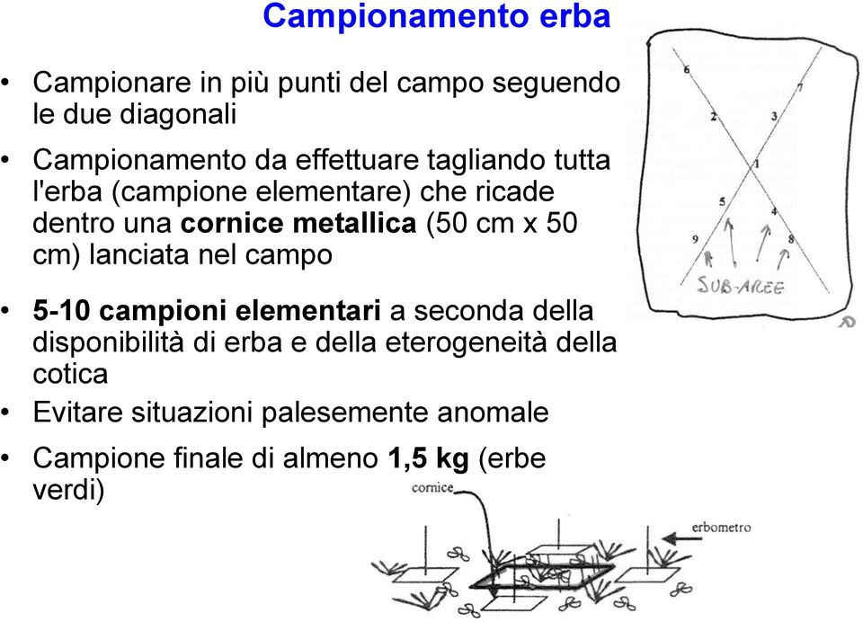 cm x 50 cm) lanciata nel campo 5-10 campioni elementari a seconda della disponibilità di erba e della