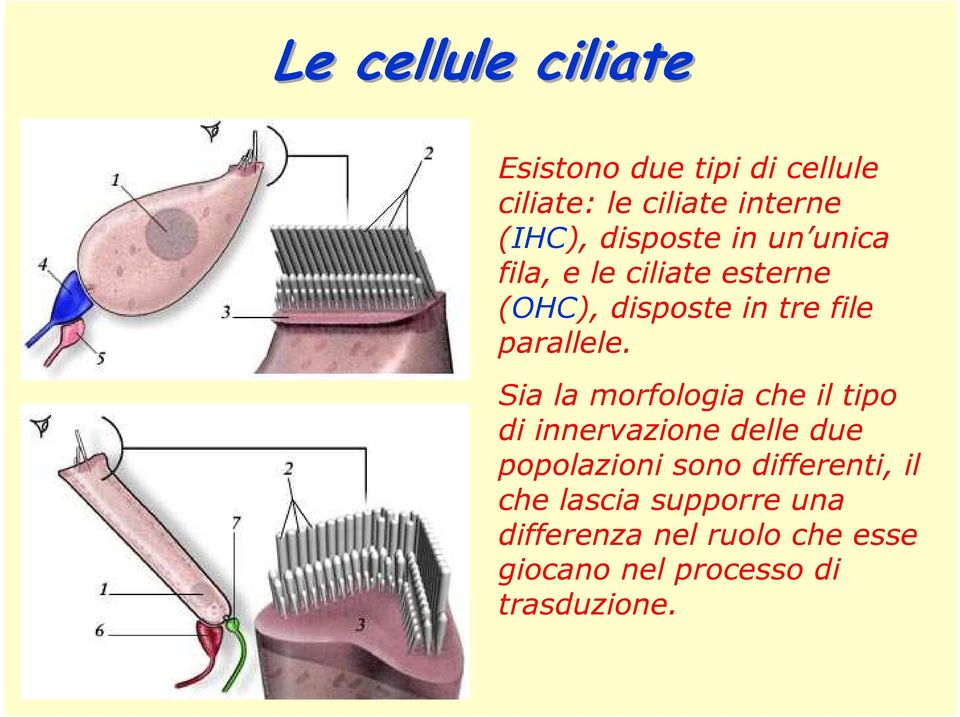 Sia la morfologia che il tipo di innervazione delle due popolazioni sono differenti,