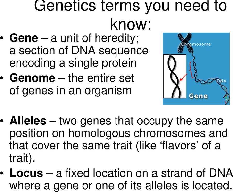 the same position on homologous chromosomes and that cover the same trait (like flavors of a