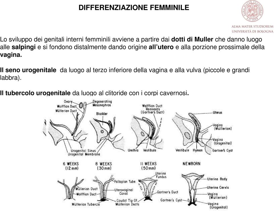 porzione prossimale della vagina.