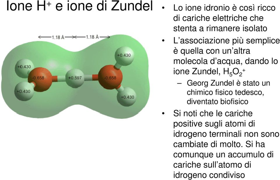 Zundel è stato un chimico fisico tedesco, diventato biofisico Si noti che le cariche positive sugli atomi di