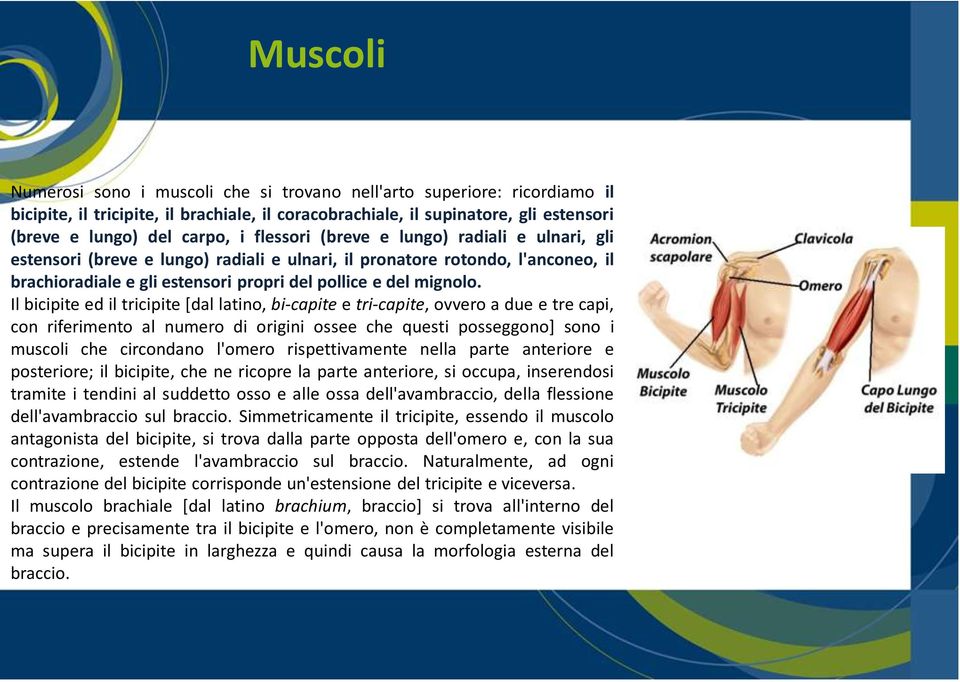 Il bicipite ed il tricipite [dal latino, bi-capite e tri-capite, ovvero a due e tre capi, con riferimento al numero di origini ossee che questi posseggono] sono i muscoli che circondano l'omero