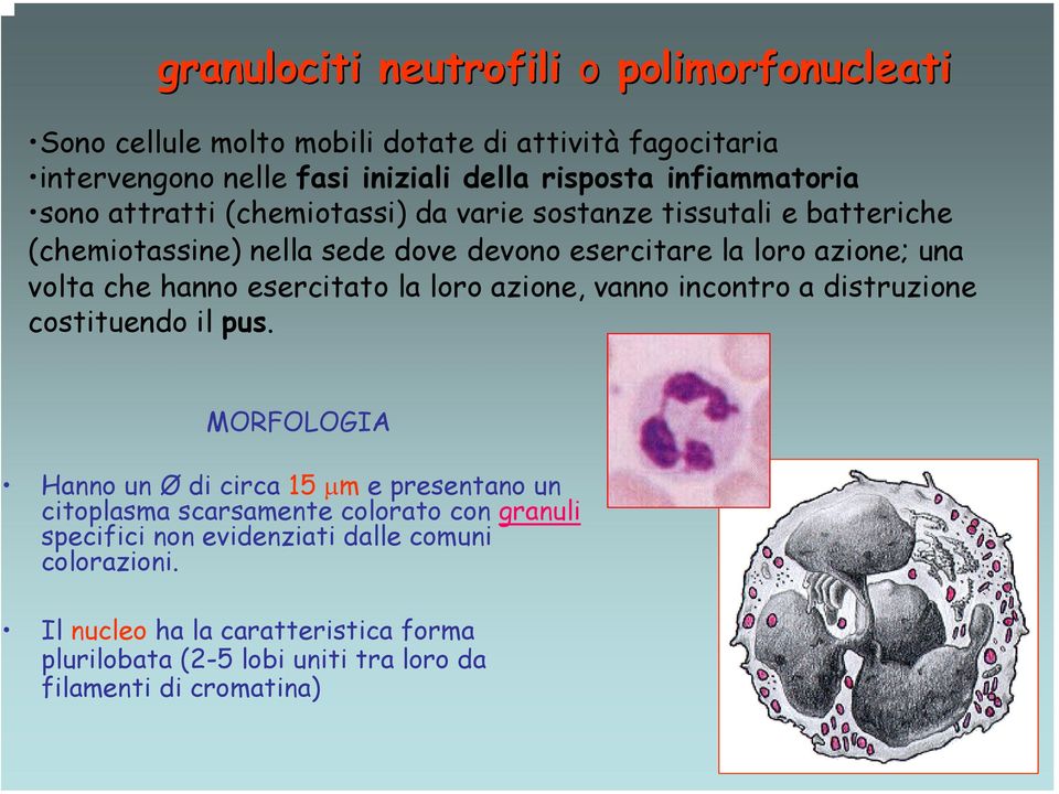 che hanno esercitato la loro azione, vanno incontro a distruzione costituendo il pus.