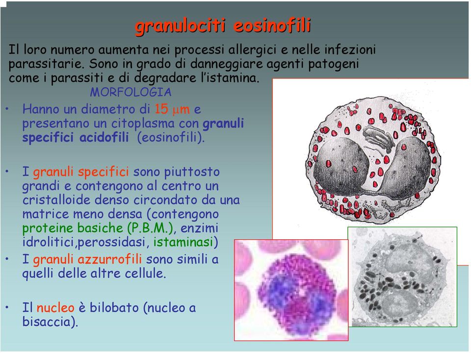 MORFOLOGIA Hanno un diametro di 15 µm e presentano un citoplasma con granuli specifici acidofili (eosinofili).