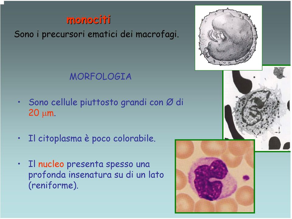 µm. Il citoplasma è poco colorabile.