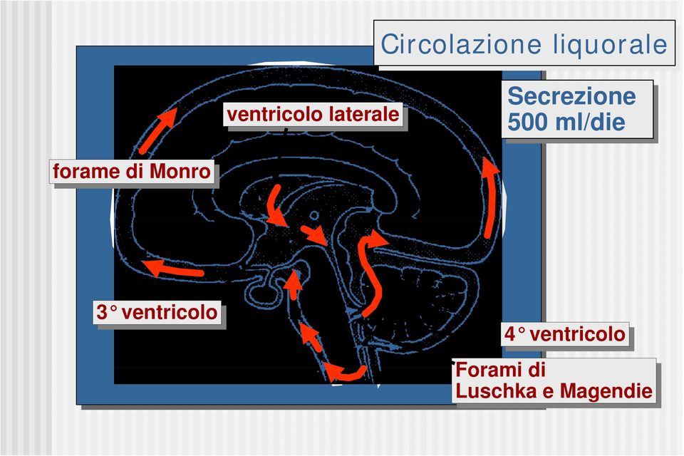 forame di di Monro 3 3 ventricolo 4