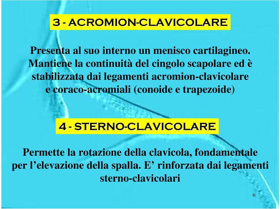 acromion-clavicolare e coraco-acromiali (conoide e trapezoide) 4 - STERNO-CLAVICOLARE Permette