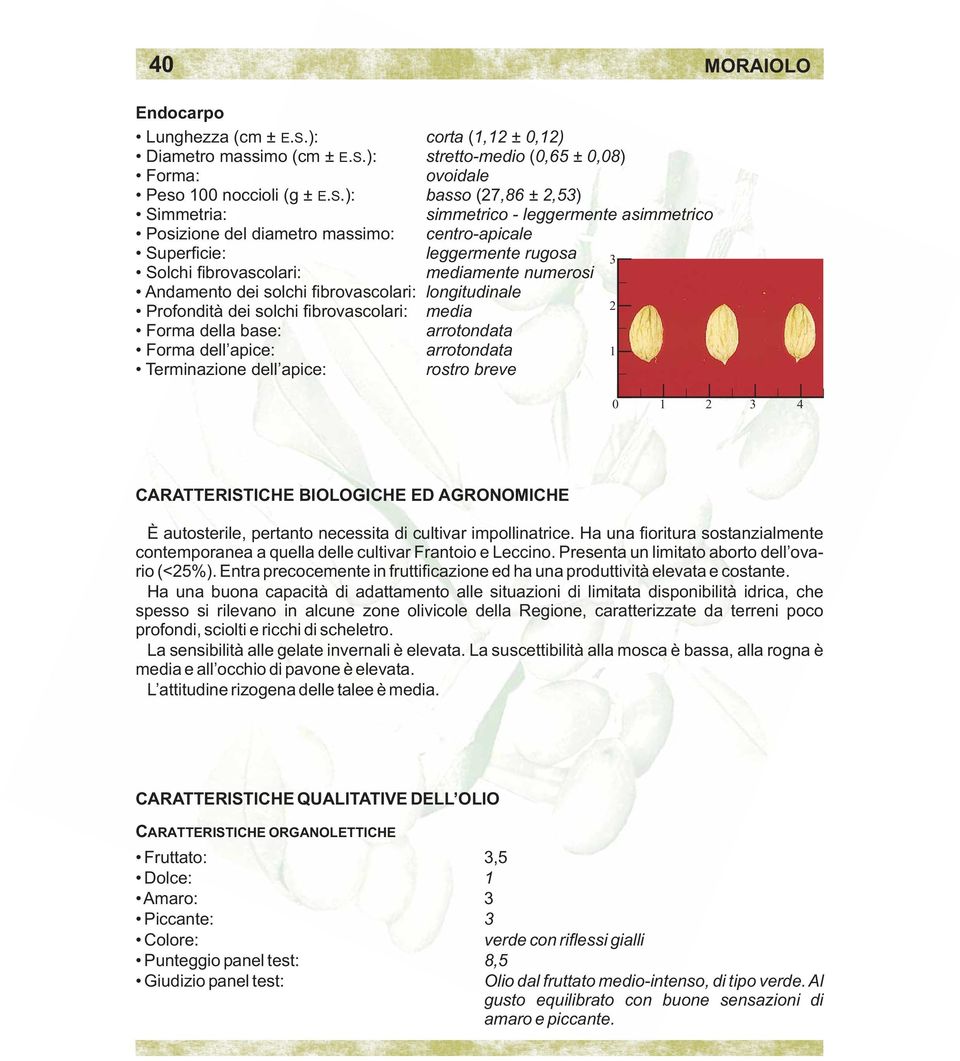 dei solchi fibrovascolari: longitudinale Profondità dei solchi fibrovascolari: media Forma della base: arrotondata Forma dell apice: arrotondata Terminazione dell apice: rostro breve 0 4