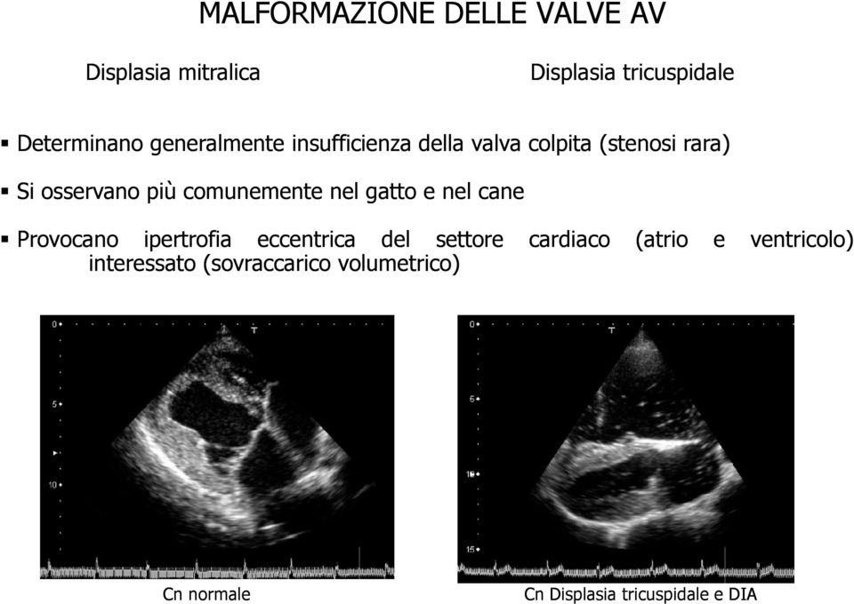 comunemente nel gatto e nel cane Provocano ipertrofia eccentrica del settore cardiaco