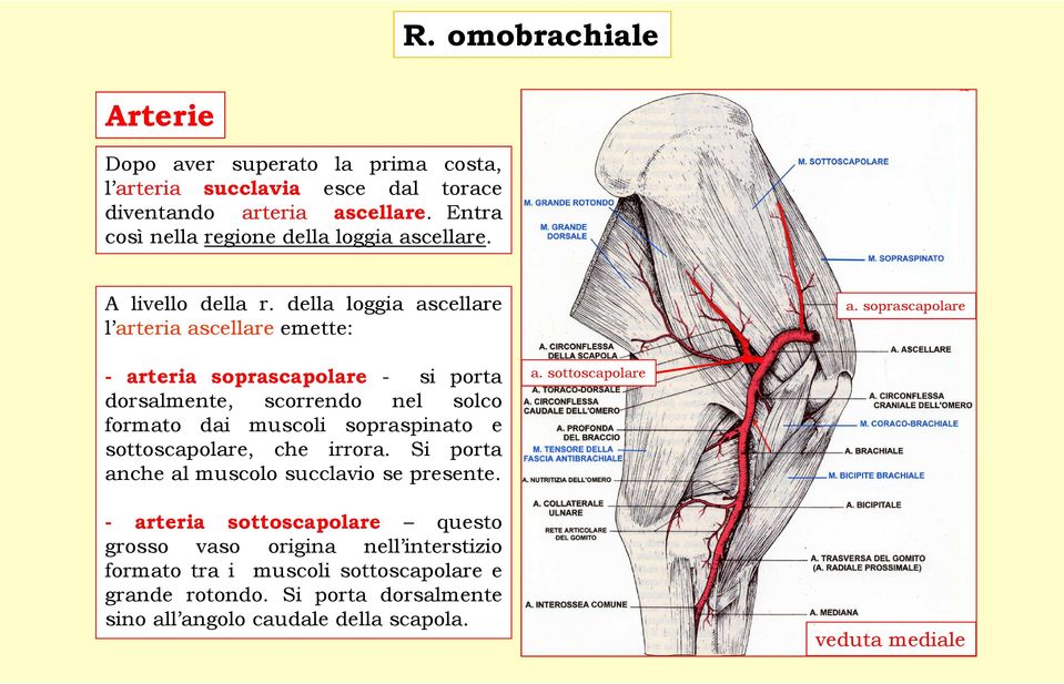 soprascapolare - arteria soprascapolare - si porta dorsalmente, scorrendo nel solco formato dai muscoli sopraspinato e sottoscapolare, che irrora.