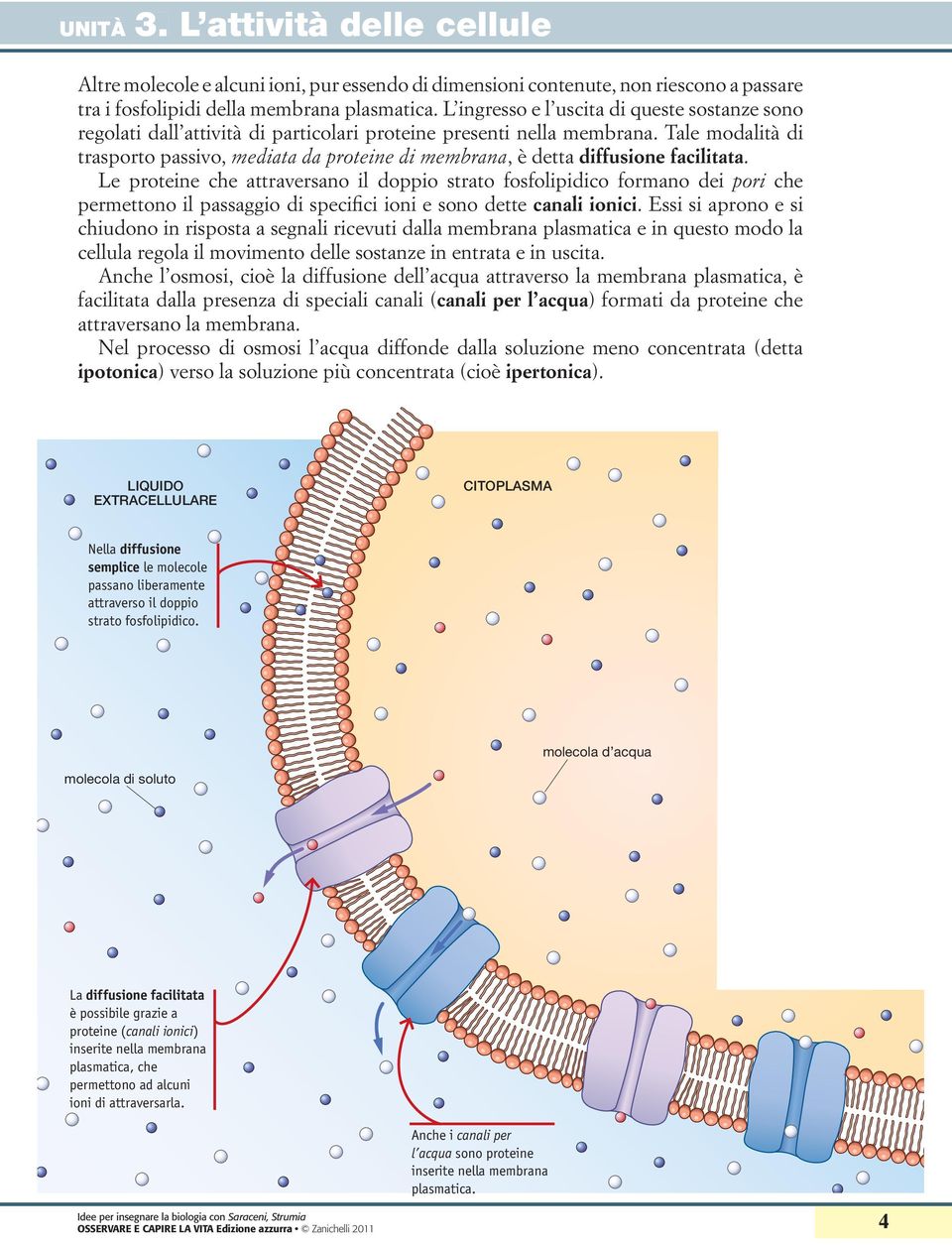 Tale modalità di trasporto passivo, mediata da proteine di membrana, è detta diffusione facilitata.