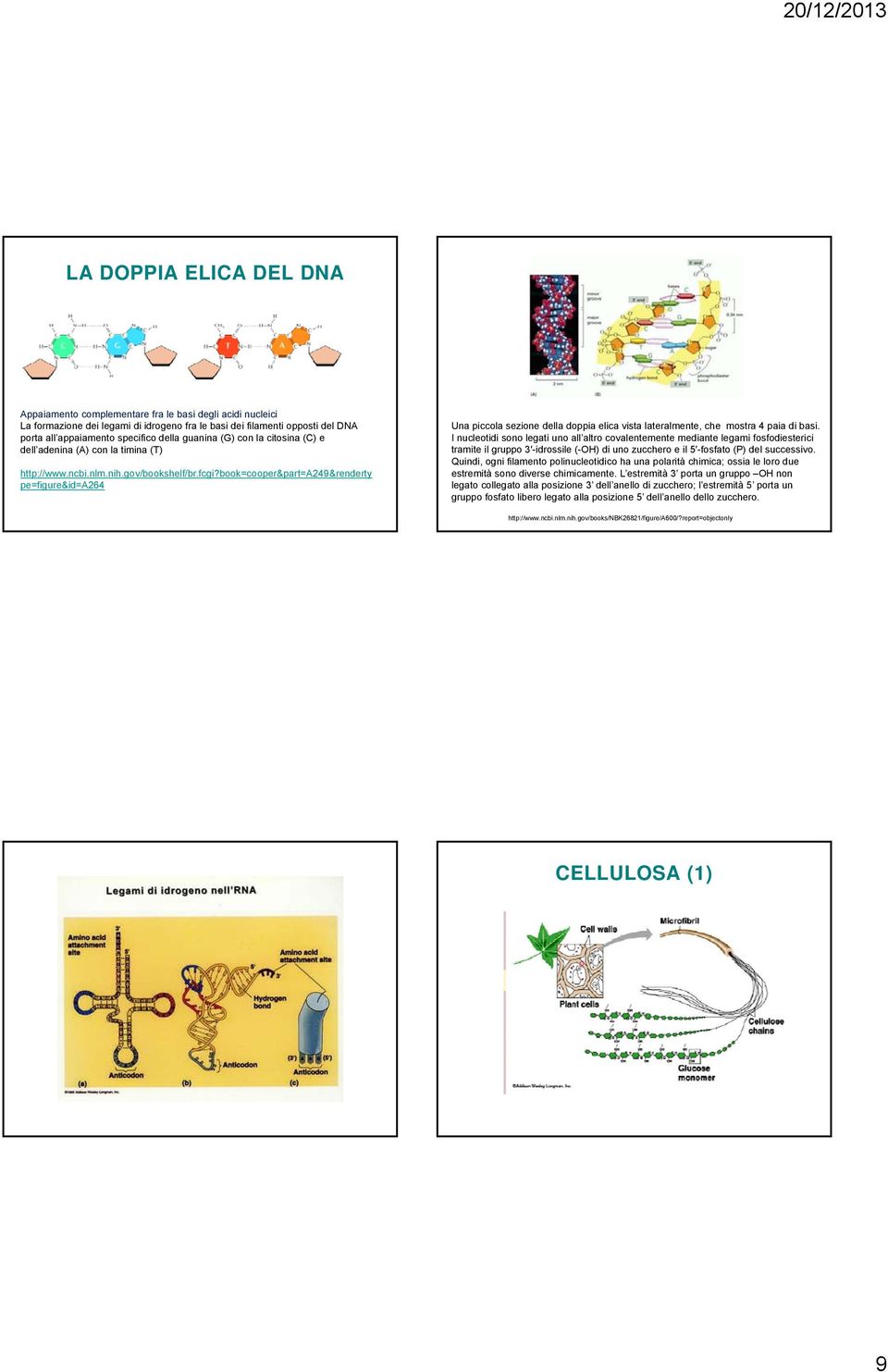 book=cooper&part=a249&renderty pe=figure&id=a264 Una piccola sezione della doppia elica vista lateralmente, che mostra 4 paia di basi.