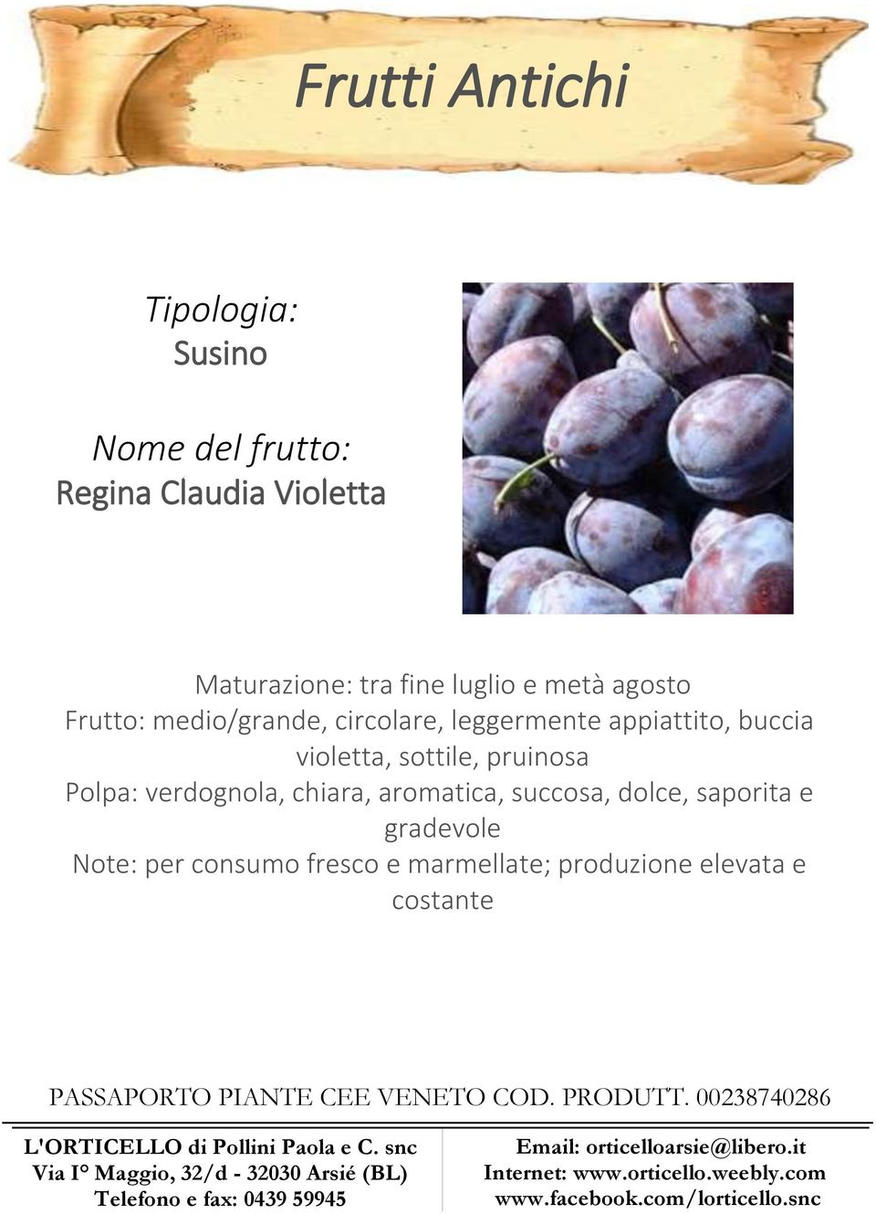 pruinosa Polpa: verdognola, chiara, aromatica, succosa, dolce, saporita e