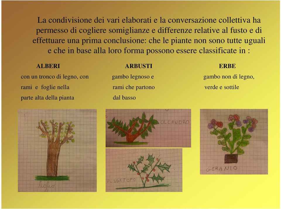 in base alla loro forma possono essere classificate in : ALBERI ARBUSTI ERBE con un tronco di legno, con