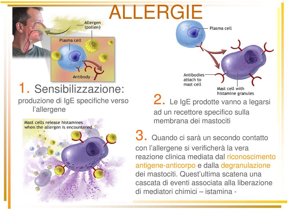 Quando ci sarà un secondo contatto con l allergene si verificherà la vera reazione clinica mediata dal