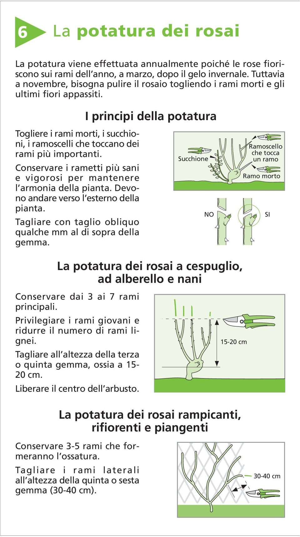 I principi della potatura Togliere i rami morti, i succhioni, i ramoscelli che toccano dei rami più importanti. Conservare i rametti più sani e vigorosi per mantenere l armonia della pianta.