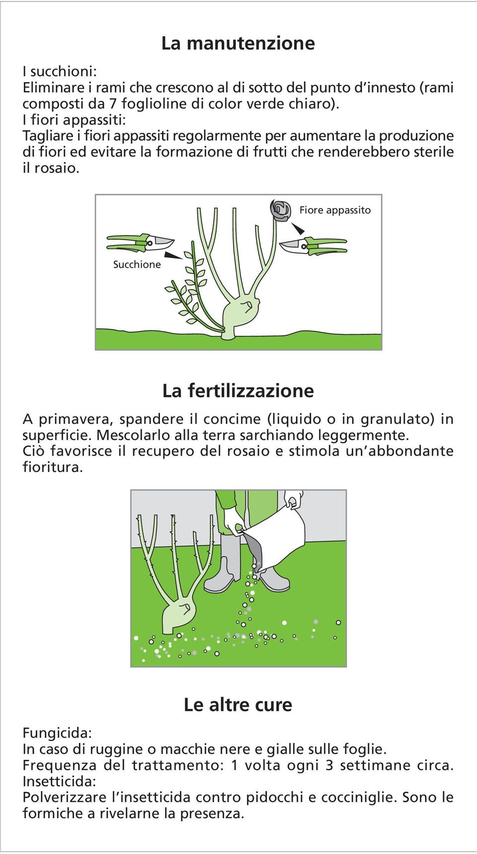 Fiore appassito Succhione La fertilizzazione A primavera, spandere il concime (liquido o in granulato) in superficie. Mescolarlo alla terra sarchiando leggermente.