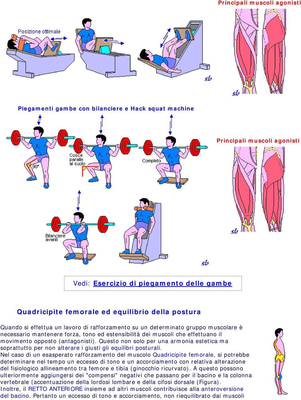 (antagonisti). Questo non solo per una armonia estetica ma soprattutto per non alterare i giusti gli equilibri posturali.