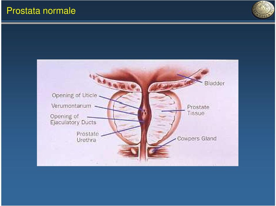 anatomia della prostata pdf)