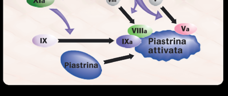 Cascata emocoagulativa: fase di amplificazione Il complesso FXa-FVa converte la protrombina in trombina Attivazione di FVIII,