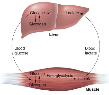 Funzione ormonale del lattato Il lattato esce dal muscolo grazie al ciclo di Cori e arriva al fegato per essere convertito per neoglucogenesi prima in Piruvato e poi in glucosio.