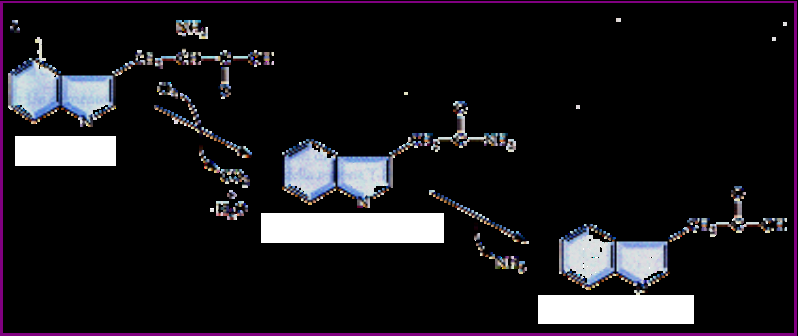 Agrobacterium tumefaciens: Auxina La regione del T-DNA comprende i geni iaam e iaah, noti pure come tms1 e tms2 rispettivamente.