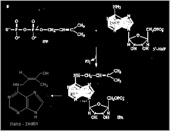 Agrobacterium tumefaciens: citochinina isopentenil-trasferasi La regione del T-DNA presenta anche il gene tmr (noto pure come ipt), che codifica l isopentenil-trasferasi.