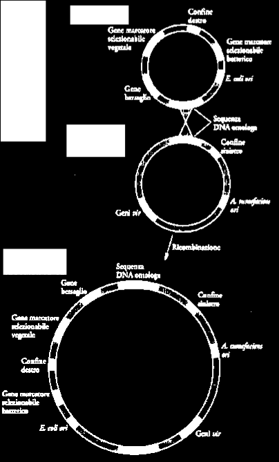 Vettore di clonazione cointegrato Il vettore di clonazione si ricombina con un plasmide Ti modificato. Il vettore di clonazione possiede: origine di replicazione in E.