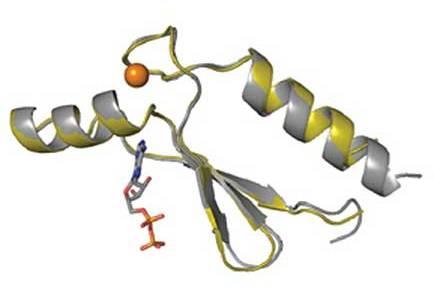 Cu 2+ Cu 1+ Aggiunta del reattivo di Folin, giallo (sali di Na + degli