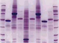 COLORAZIONI DI PROTEINE SU GEL BLUE COOMASSIE Sensibilità 50-200 ng di proteina. Usato tipicamente su gel. Colorante anionico + H 2 O + acido acetico e metanolo.